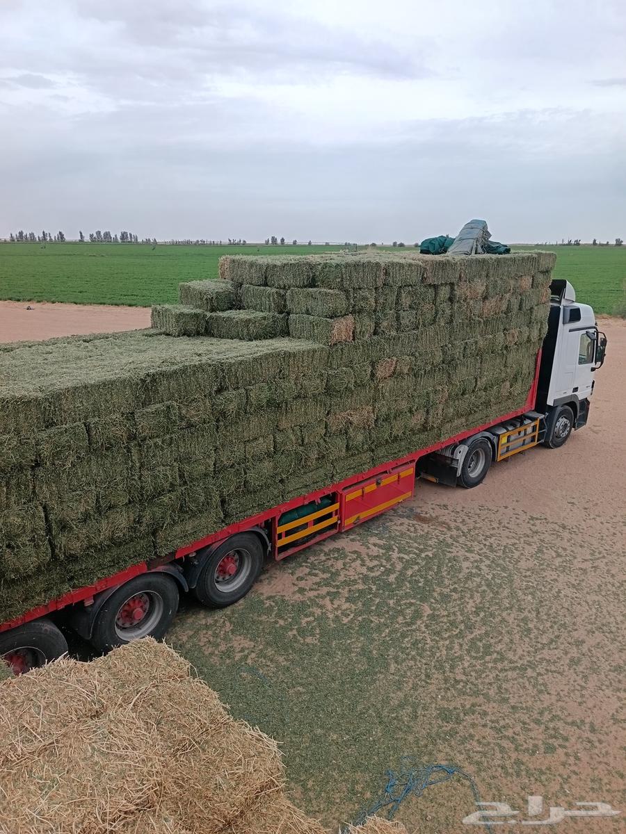 Barley wheat corn barley63080224156931113
