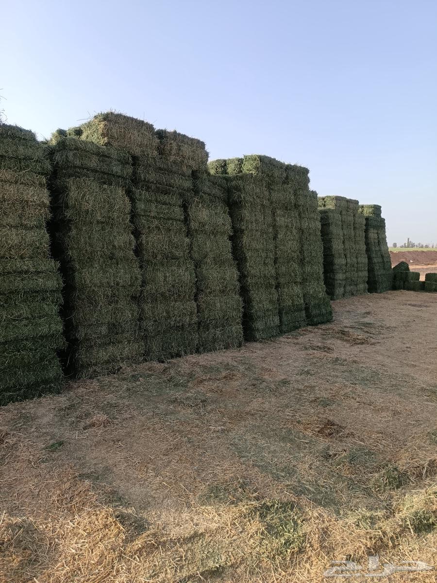 Barley wheat corn barley63080224156931114