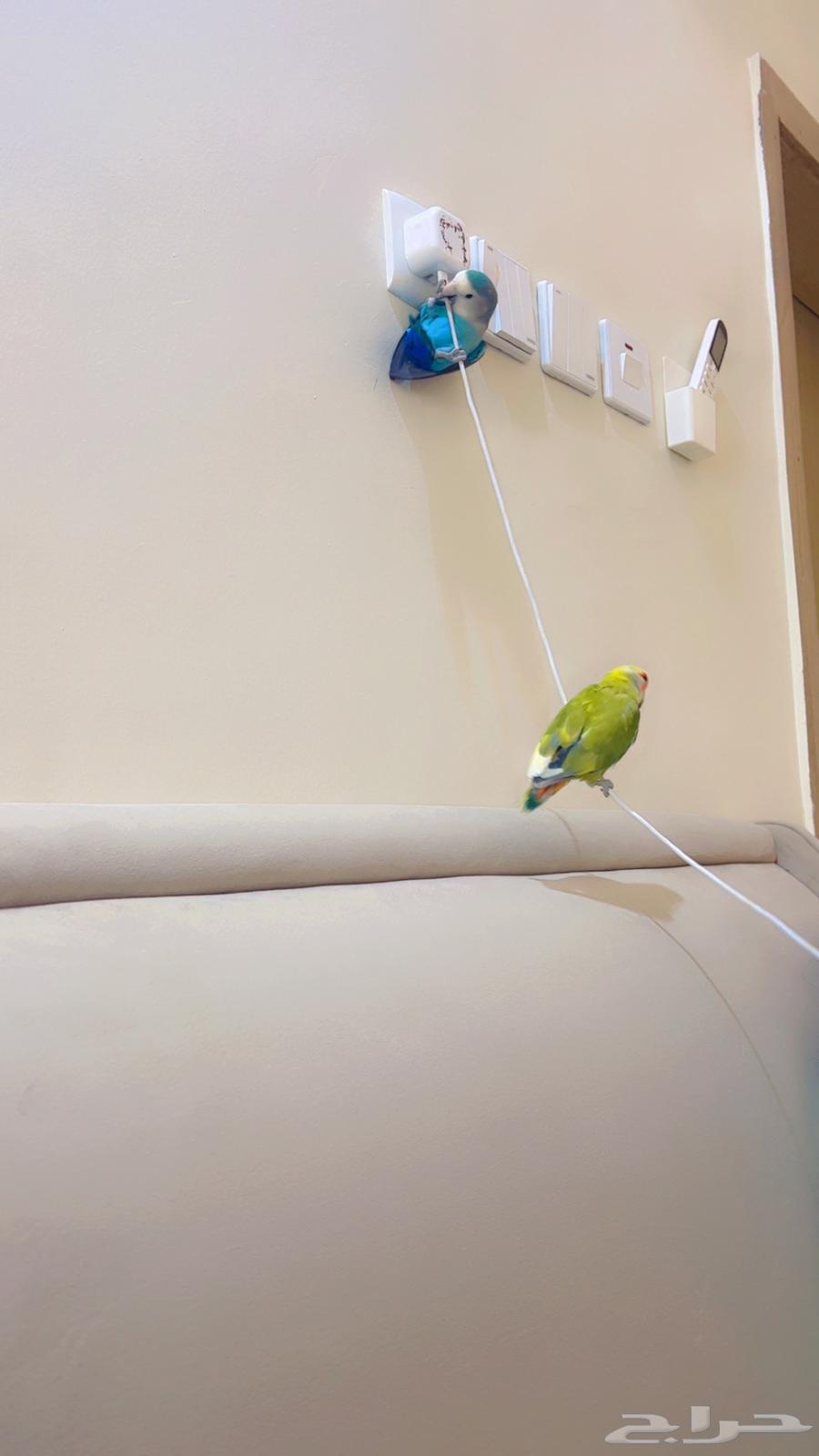 Birds of the day63017577834498111
