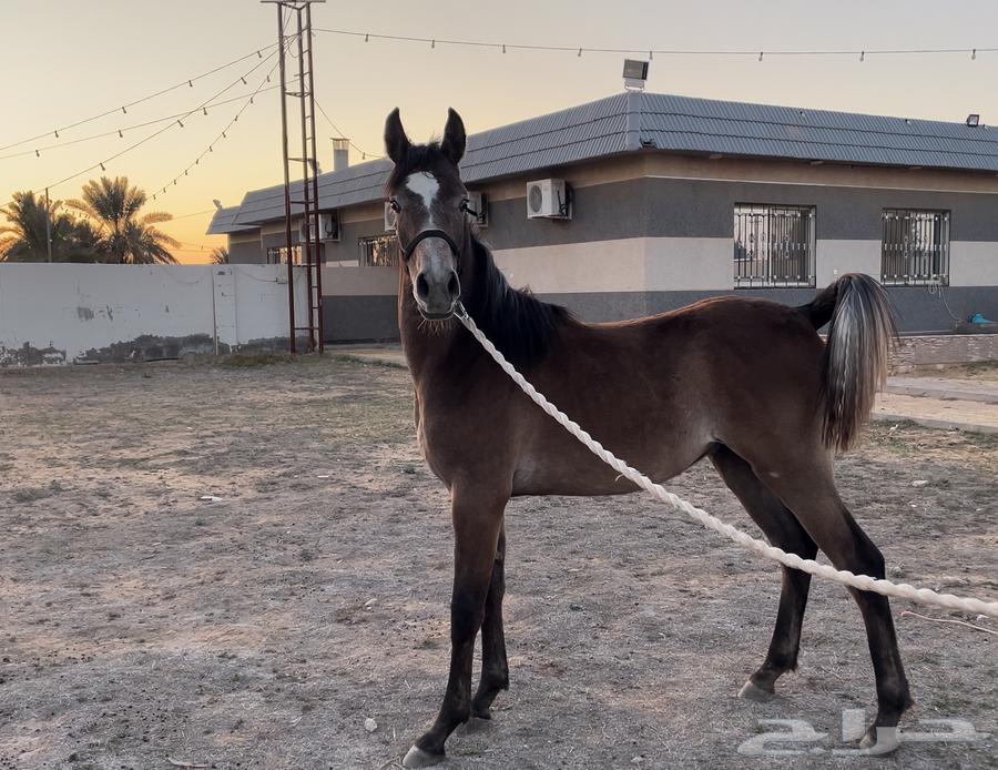 Prince Gassan Mahr is a pure and unique Egyptian.630636405034251122