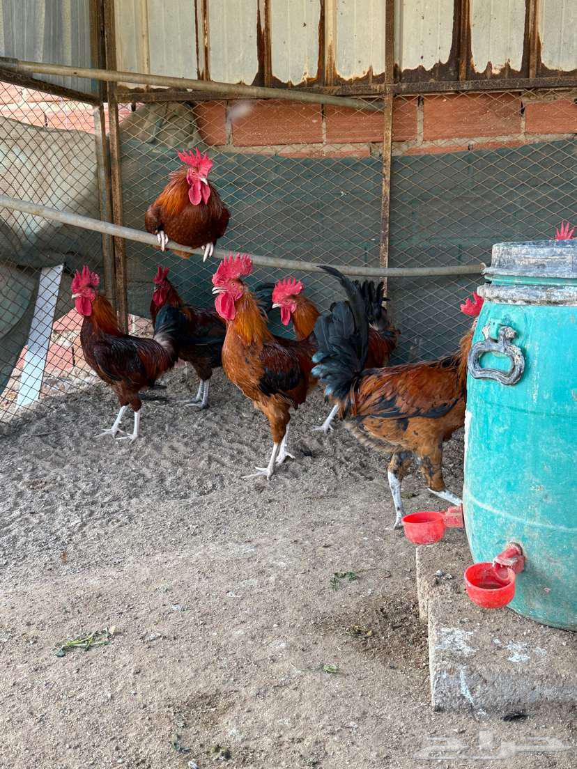 Red French roosters purebred63422208595587112