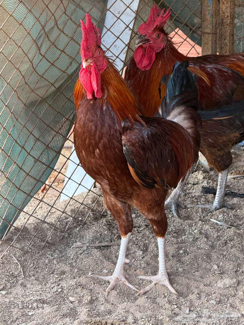 Red French roosters purebred63422208595587111
