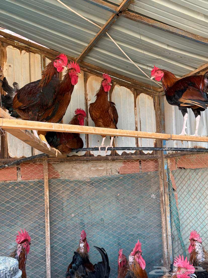 Red French roosters purebred63422208595587114