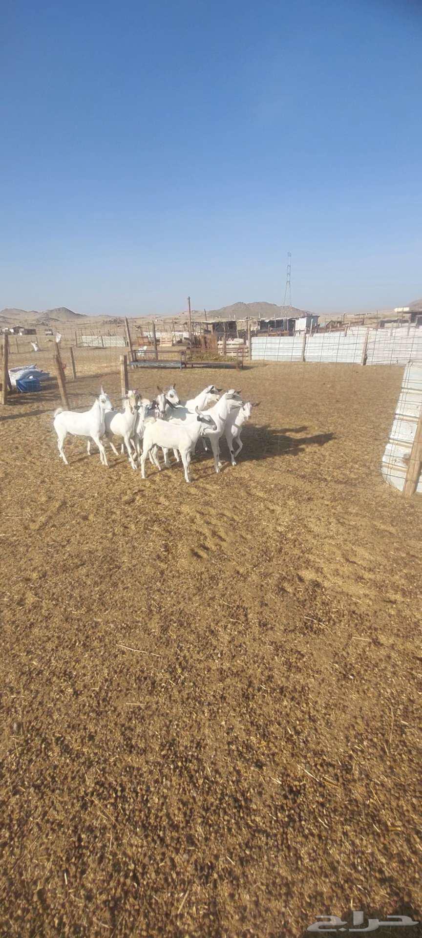تيوس بيشيات.. وجفار مقاني63419420755331113