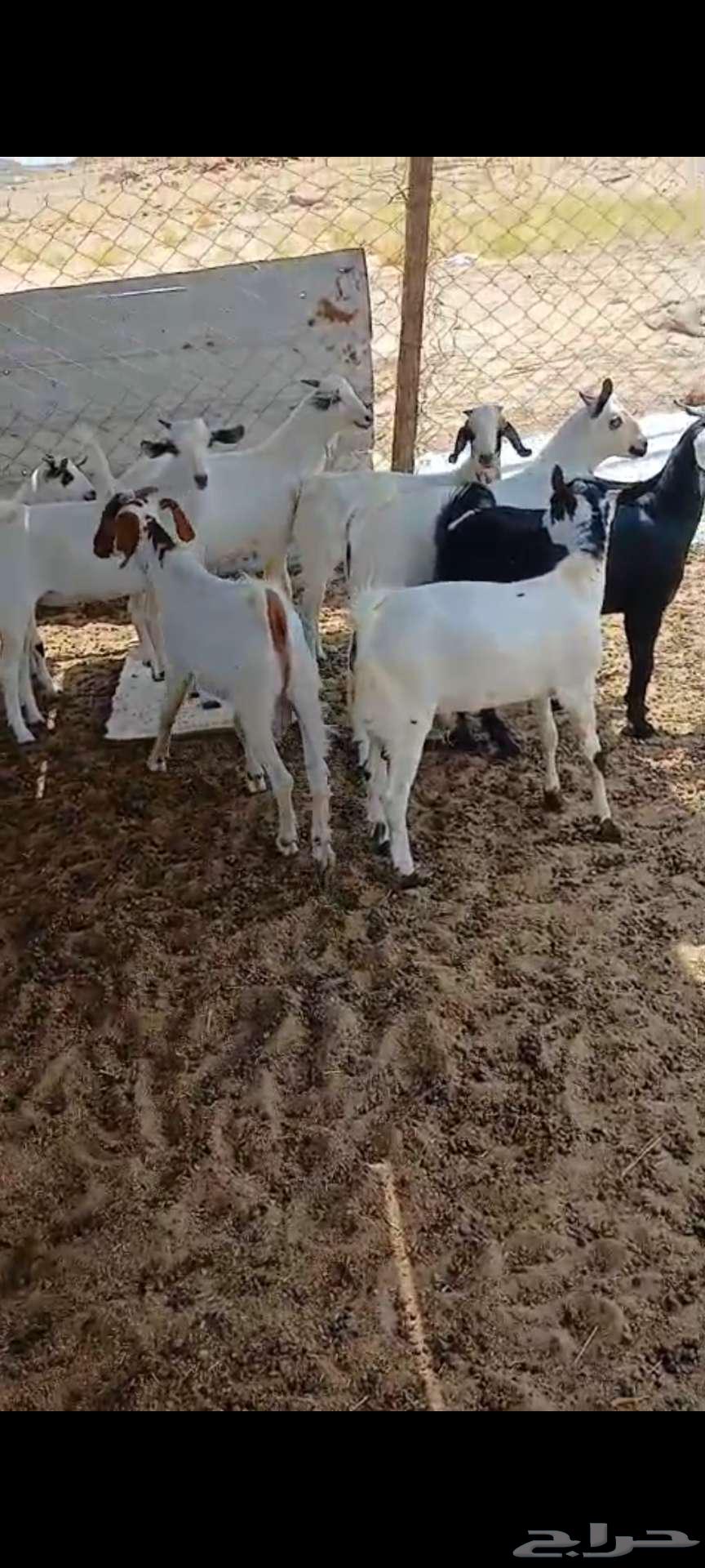 تيوس بيشيات.. وجفار مقاني63419420755331114