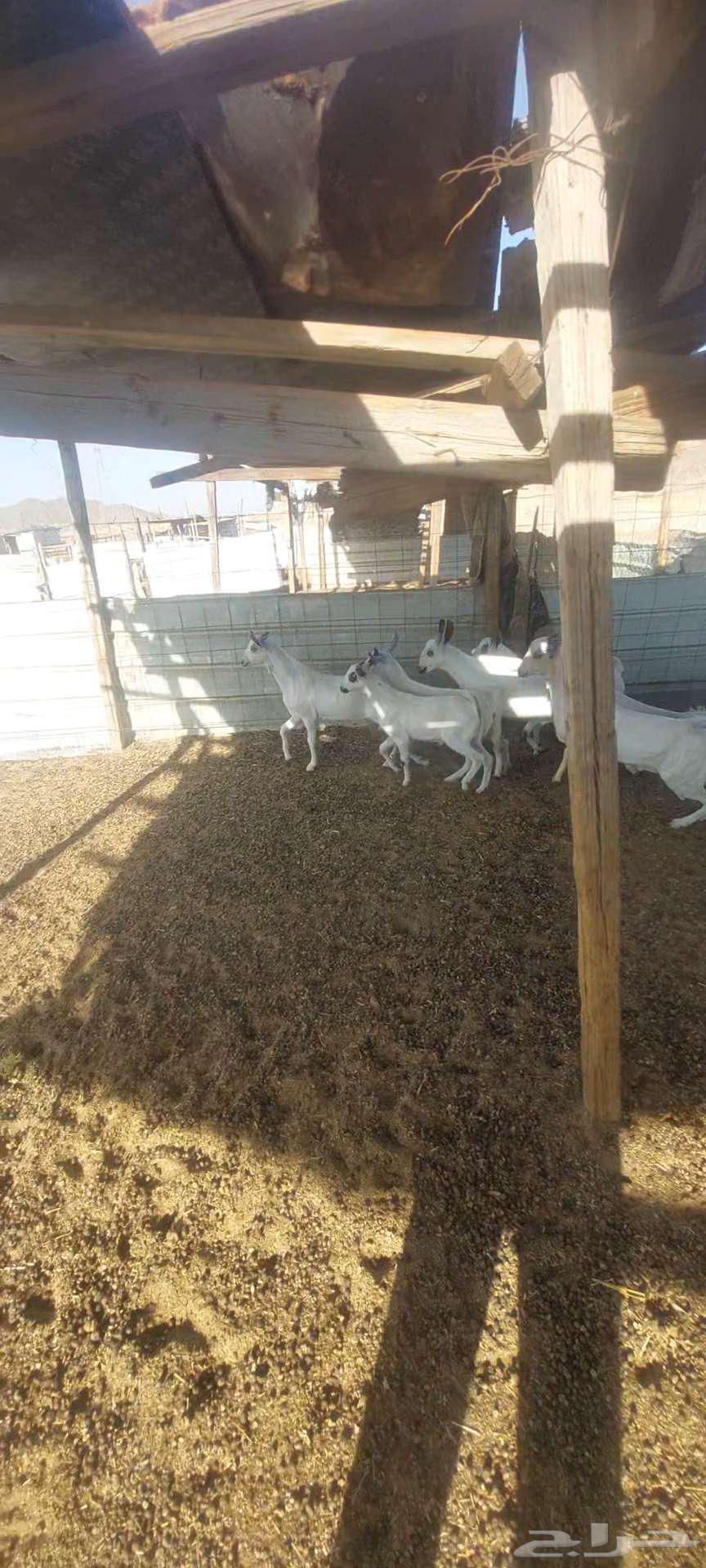 تيوس بيشيات.. وجفار مقاني63419420755331111