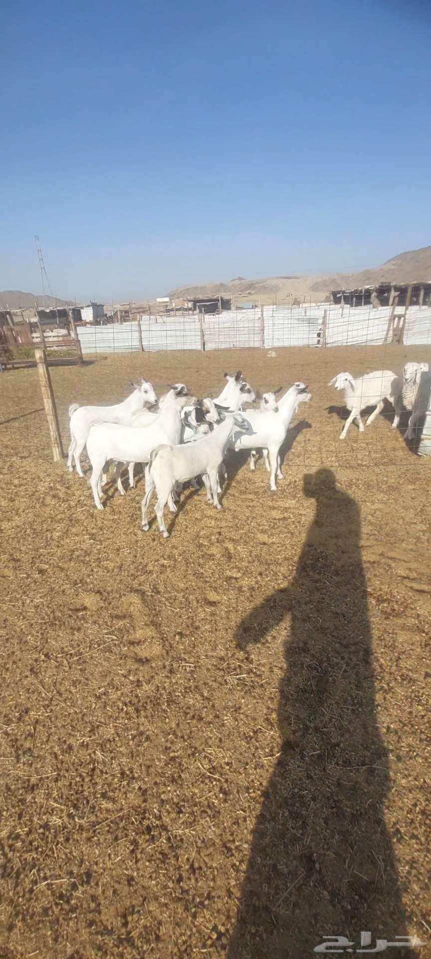 تيوس بيشيات.. وجفار مقاني63419420755331112