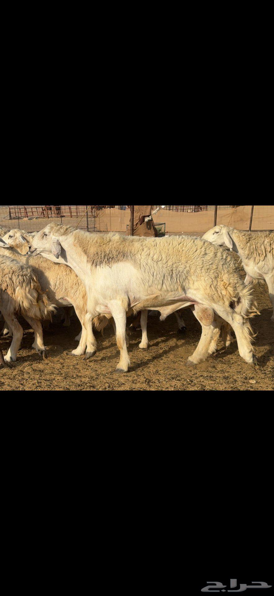 مراح حريات حرش طيبه 106 معها 45 بينها 4 فحول63420788745217119