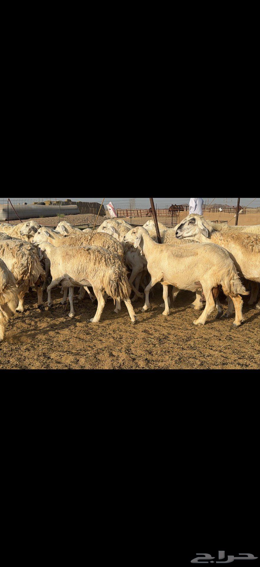 مراح حريات حرش طيبه 106 معها 45 بينها 4 فحول63420788745217113