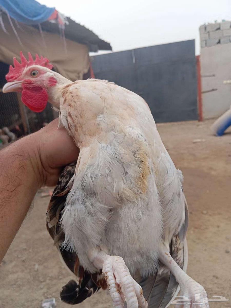 جده حي الأجود عند المقبرة الأجود63420349339907115