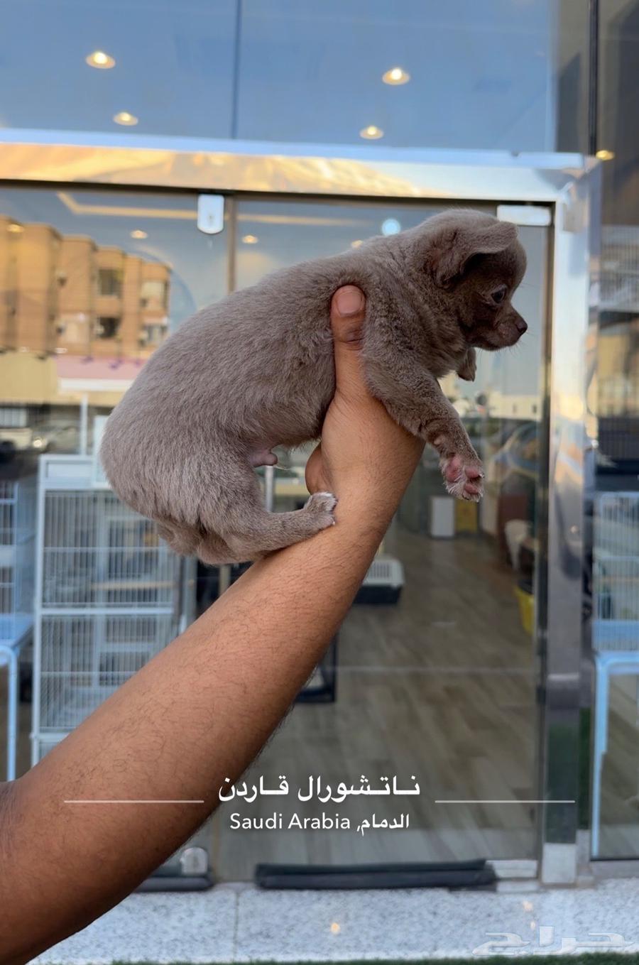 شيواوا تي كب مسجلين بالمنظمة FCI63420600535043114