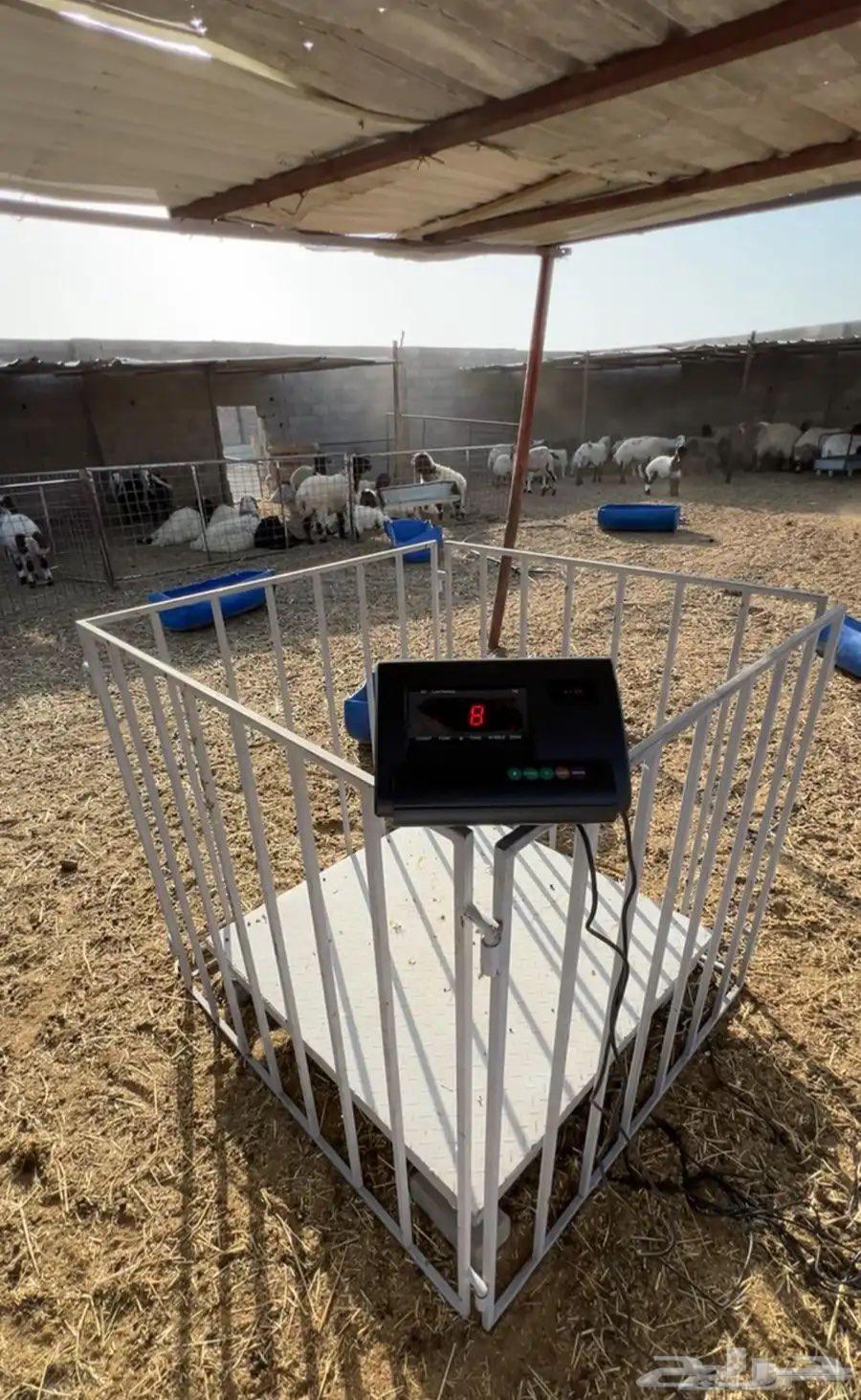 Electronic livestock scale63420433602946111