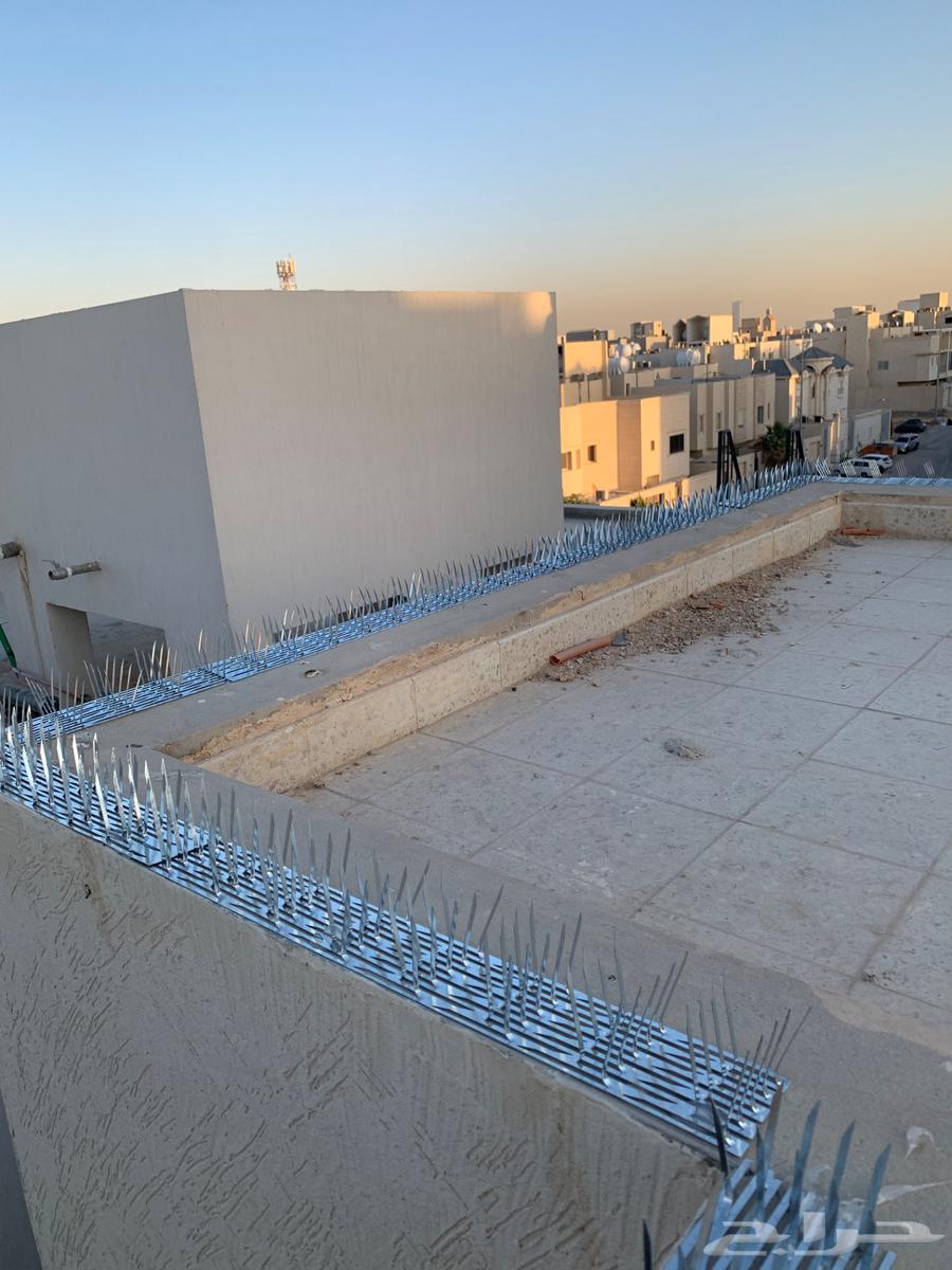 Pigeon repellent composition63033159950850113