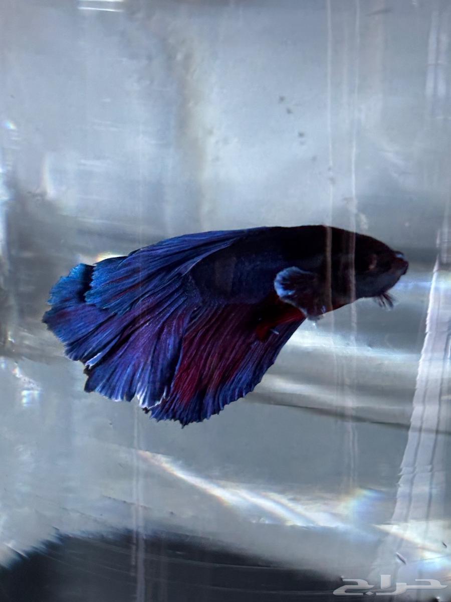 Ornamental fish63412983298305113