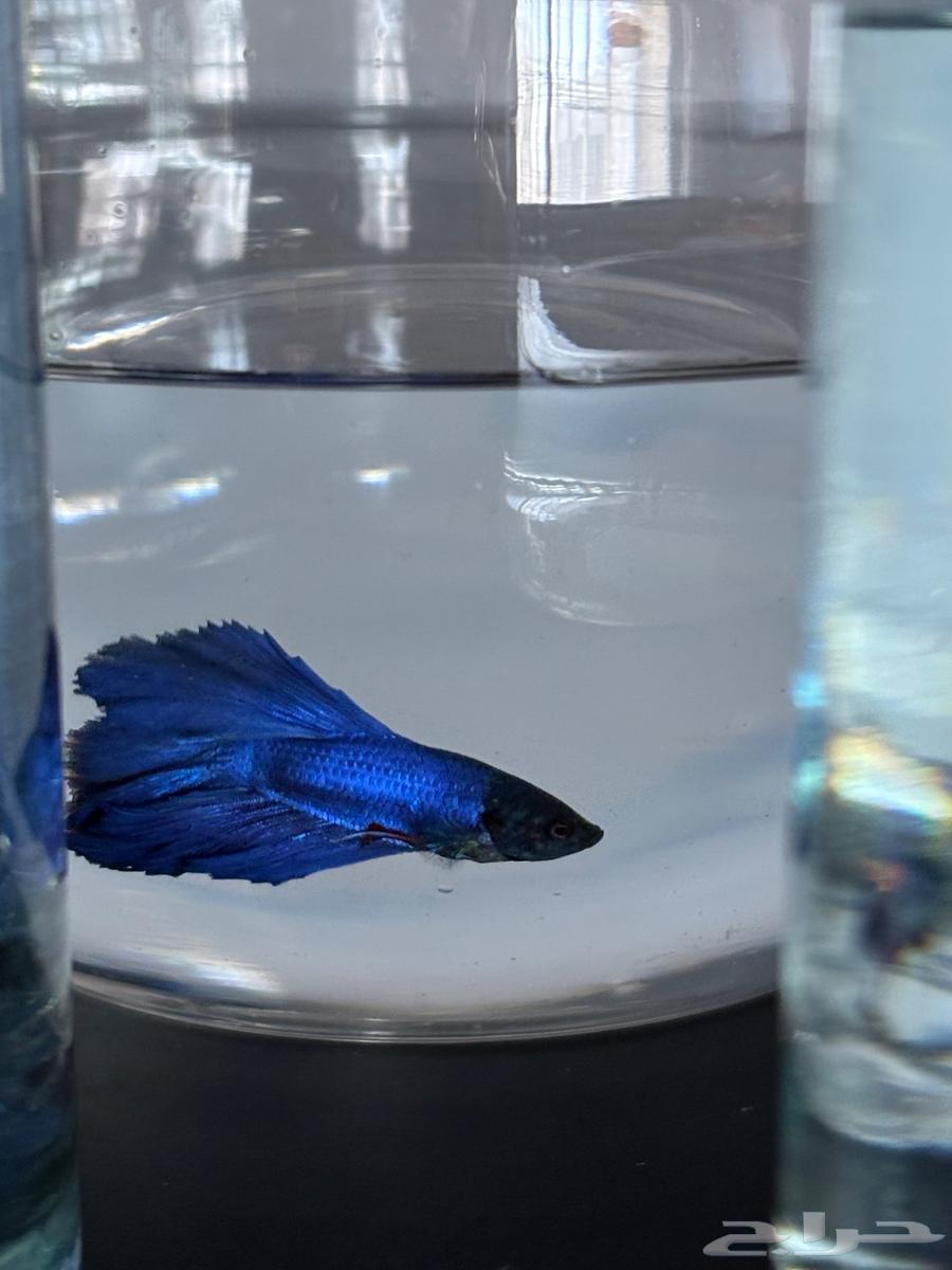 Ornamental fish63412983298305111