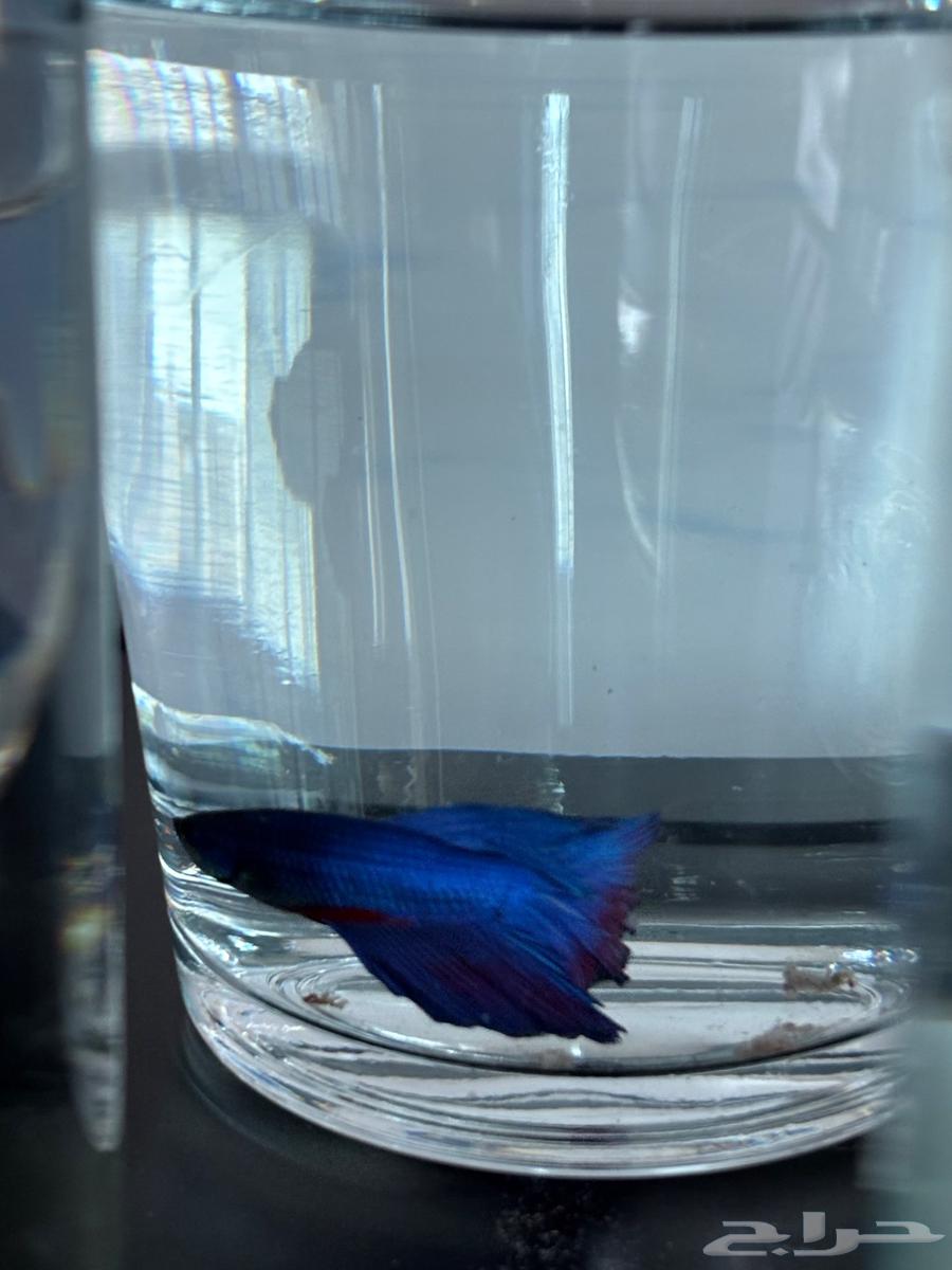Ornamental fish63412983298305114