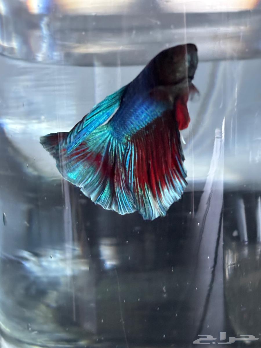 Ornamental fish63412983298305112