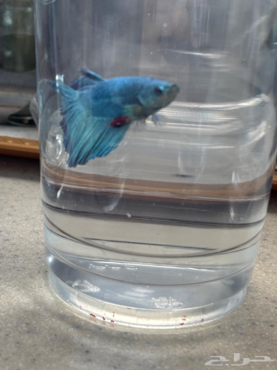 Ornamental fish63412983298305114