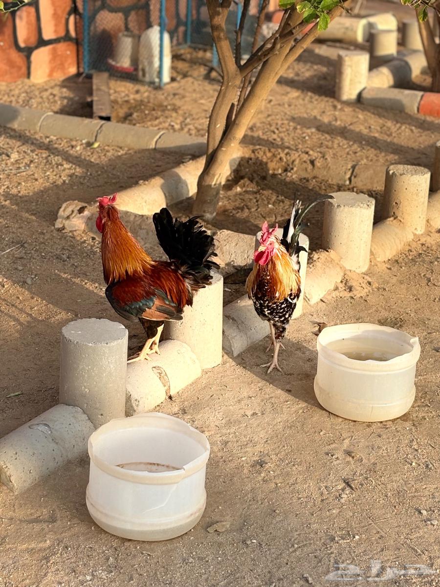 للبيع ديوك عربي دم صافيه63415245398401112
