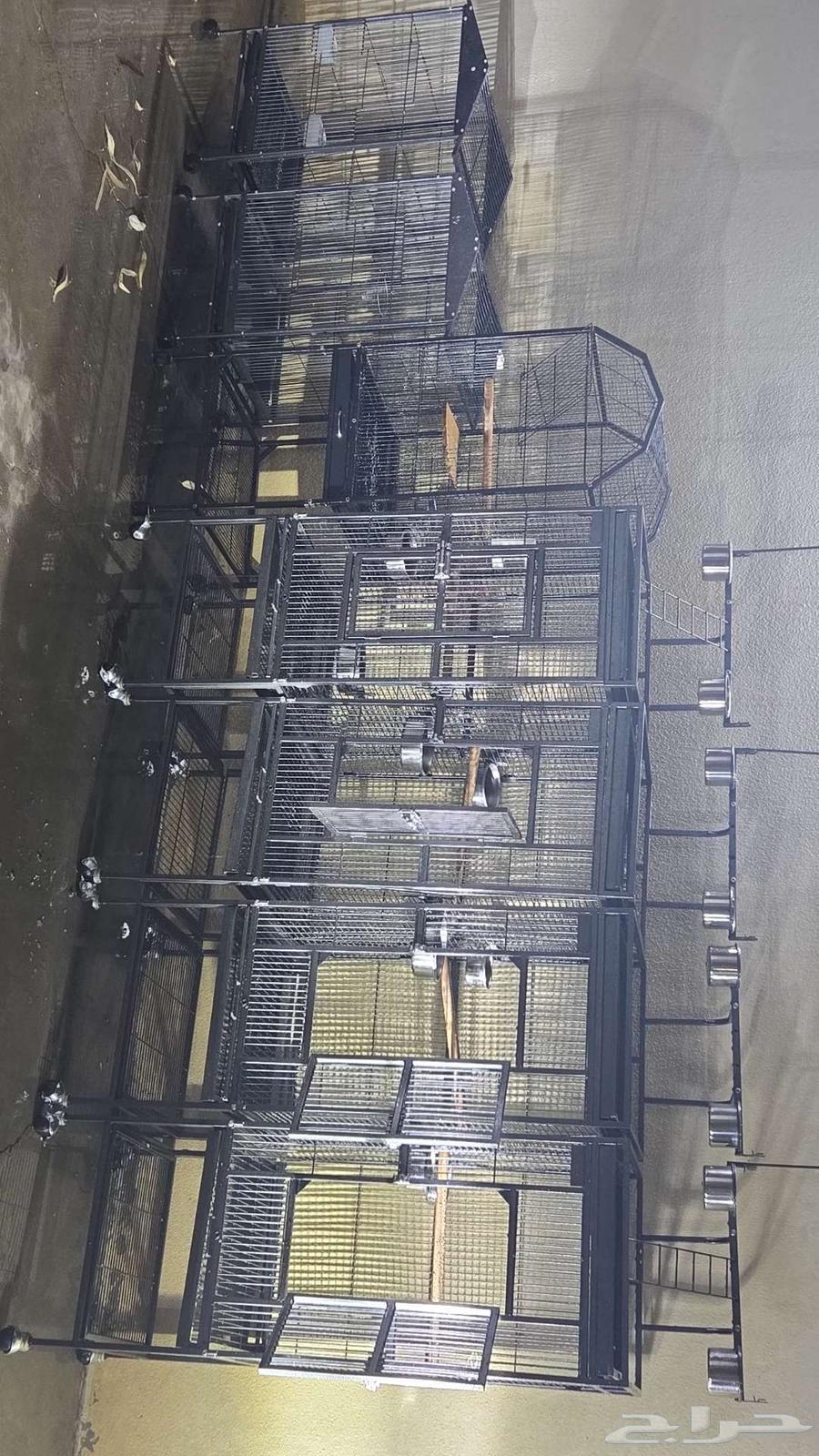 Network a parrot group network63034451314306111