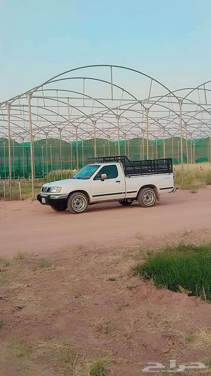 أمريكي زينه شجرة   نخل عربى شغل630327206560031113
