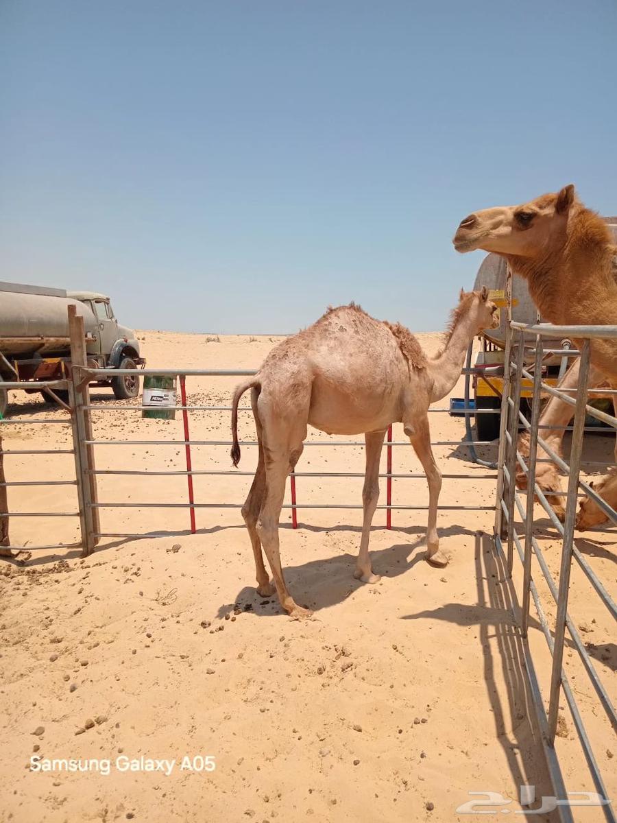 قعود للبيع بالجبيل63410630805251111