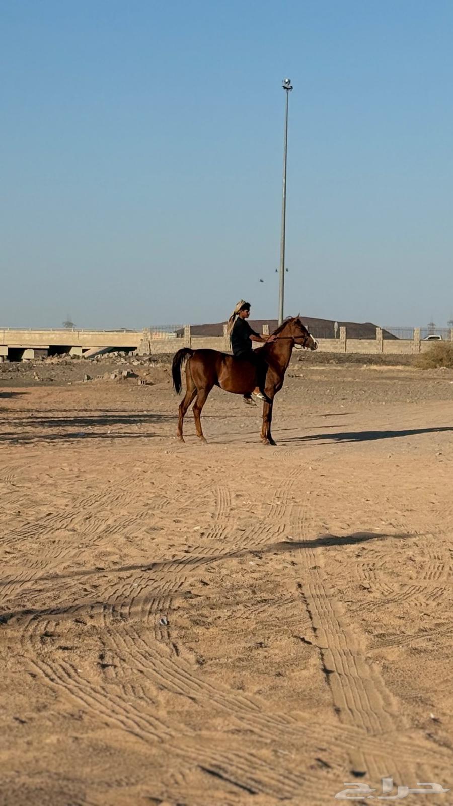فرس شعبيه634099931214091119