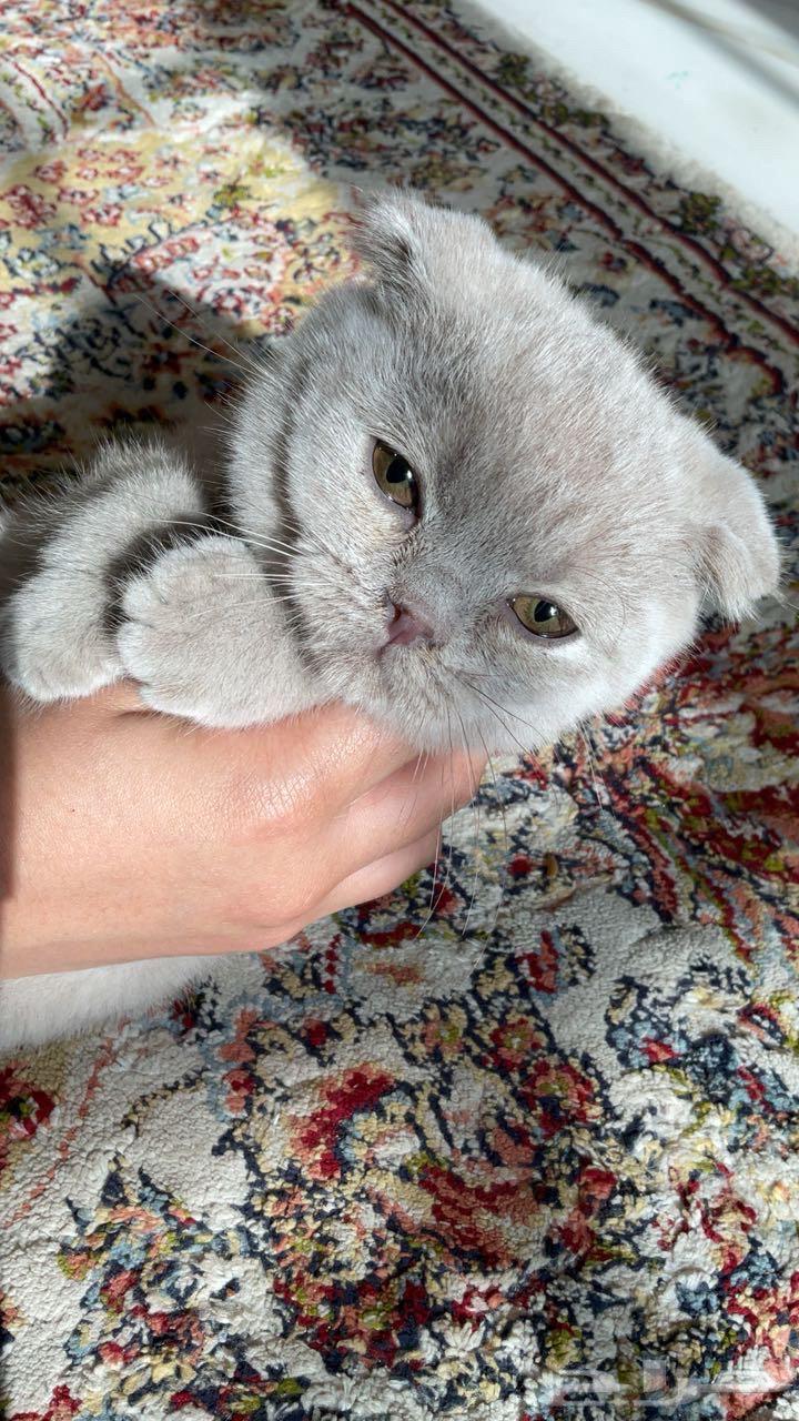 قطة سكوتش للبيع63067986843267117