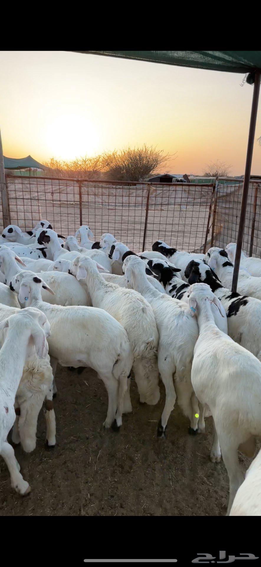 Sawakin Marbah for sale63404515540866111
