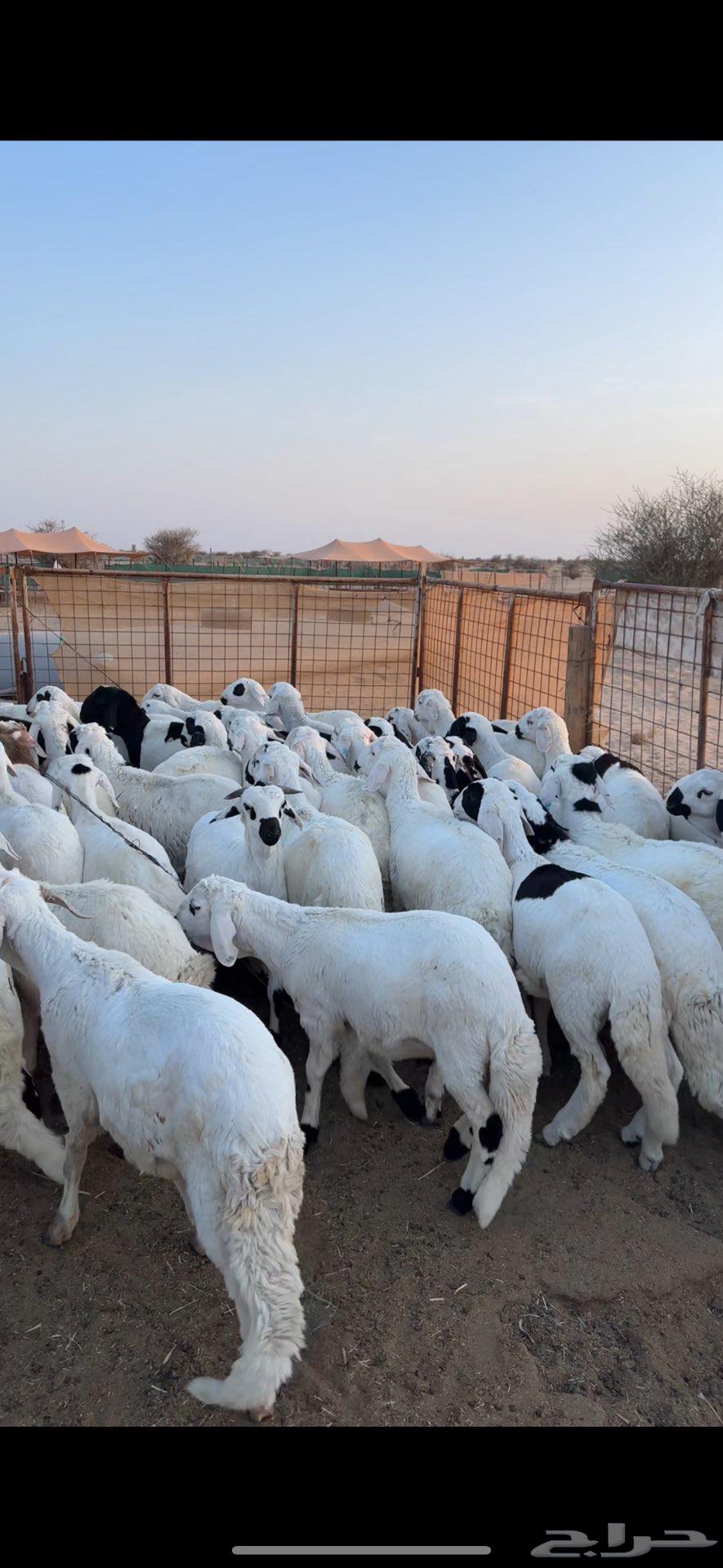 Sawakin Marbah for sale63404515540866113