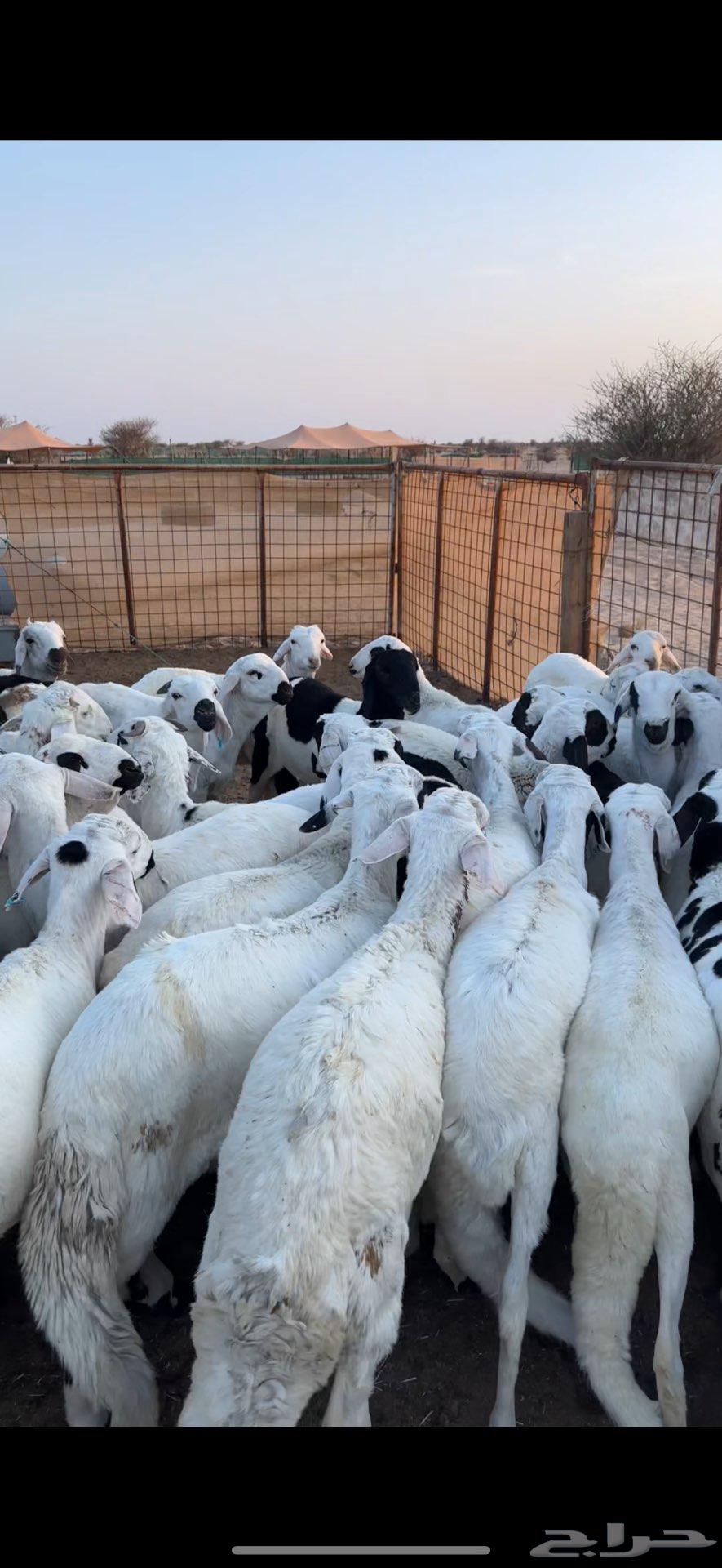 Sawakin Marbah for sale63404515540866112