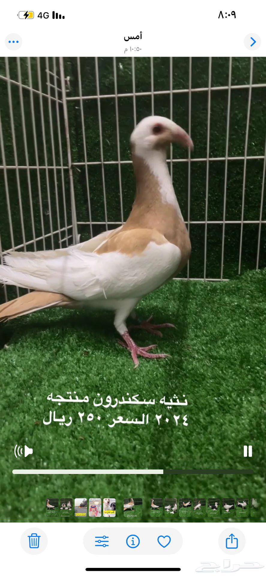 Female Skandron level yellow products63405819501570111