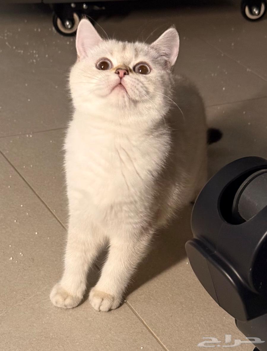 قطط بيور سكوتش ستريت63404507096322111
