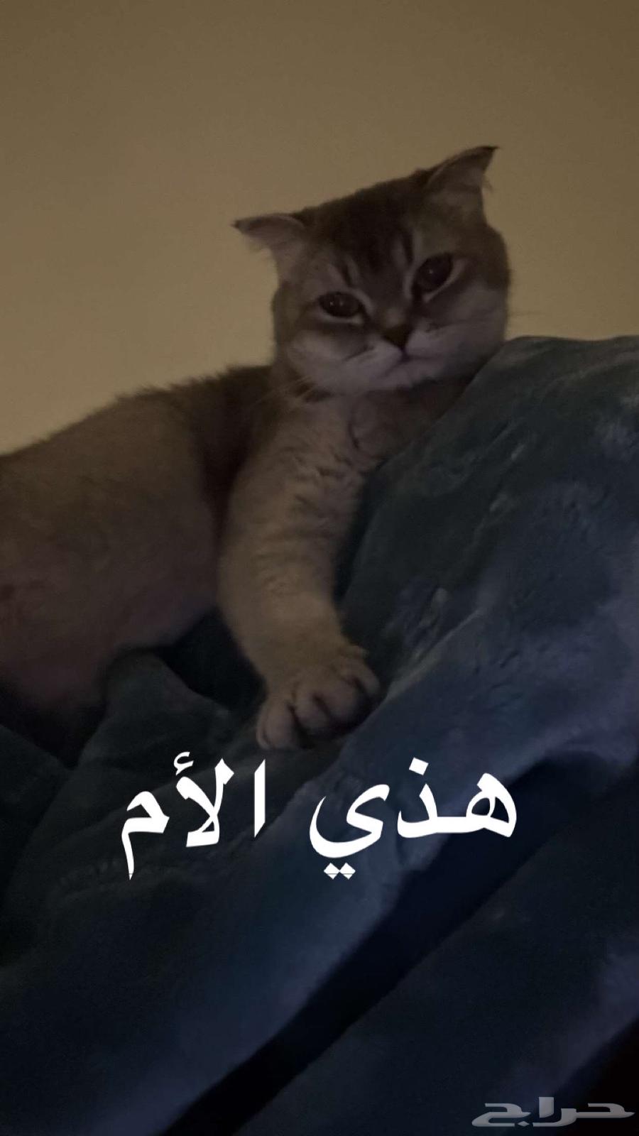 قطط63402852880130111