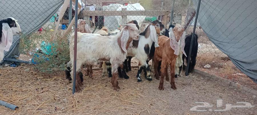 ذبايح تيوس سمان مقفلة شحم63399694767233111