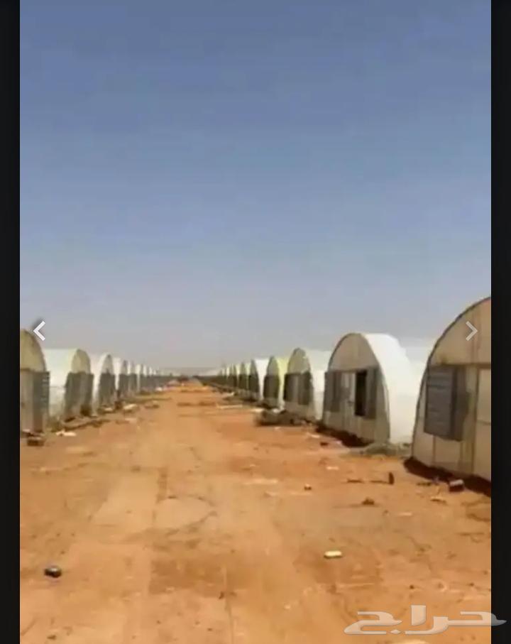 A very skilled agricultural worker looking for a job specializing in protected and open-field vegetable production63414542125697116