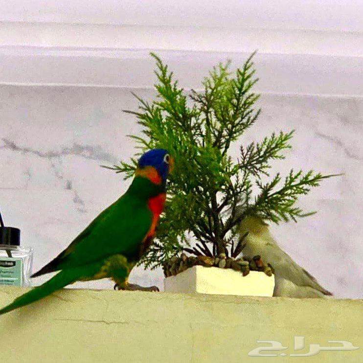 Lory parrot63375567551233111