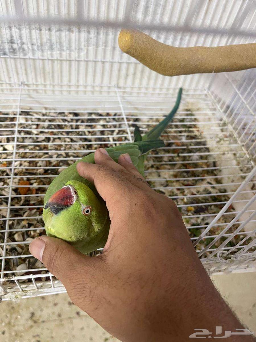 Indian female pearl parrot63374393523971114
