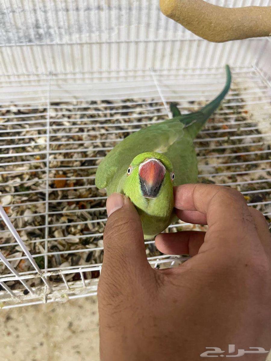 Indian female pearl parrot63374393523971113