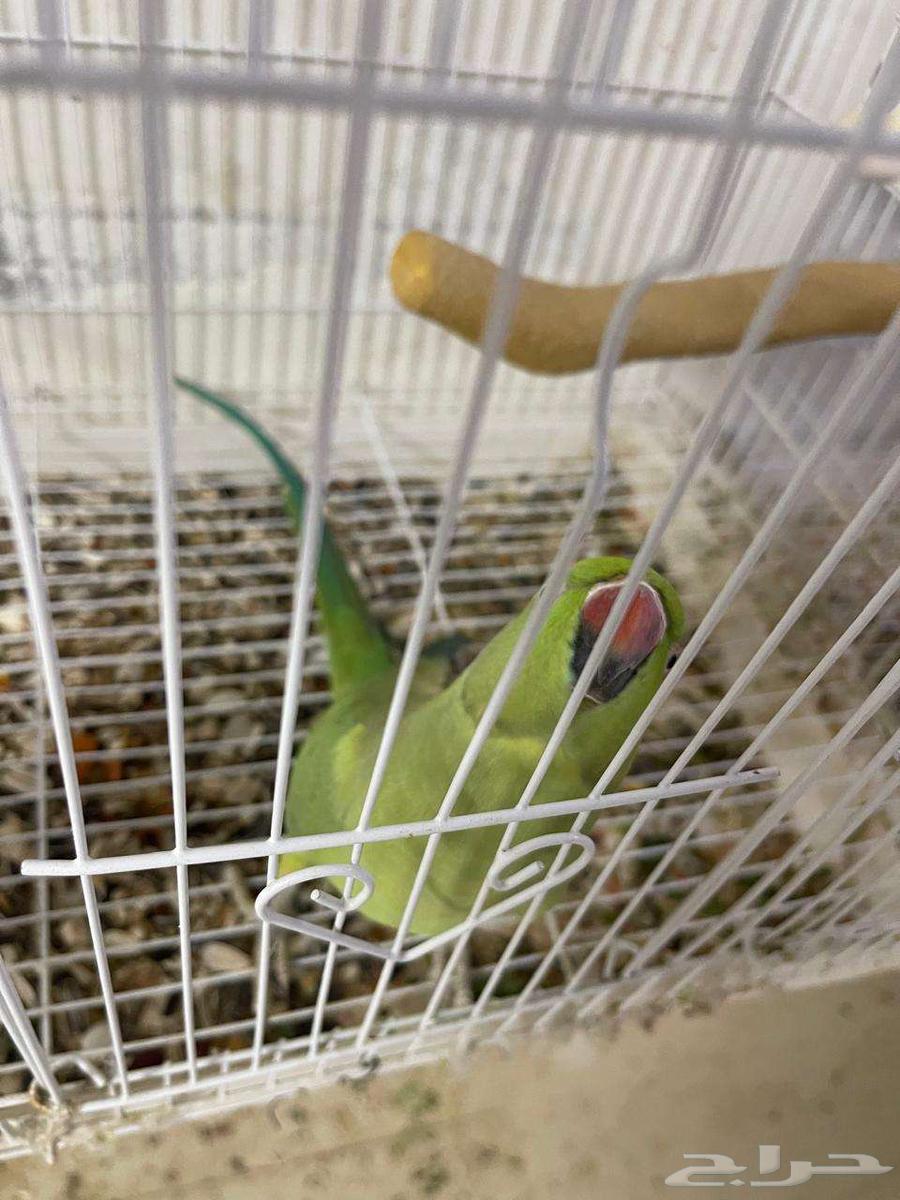 Indian female pearl parrot63374393523971112