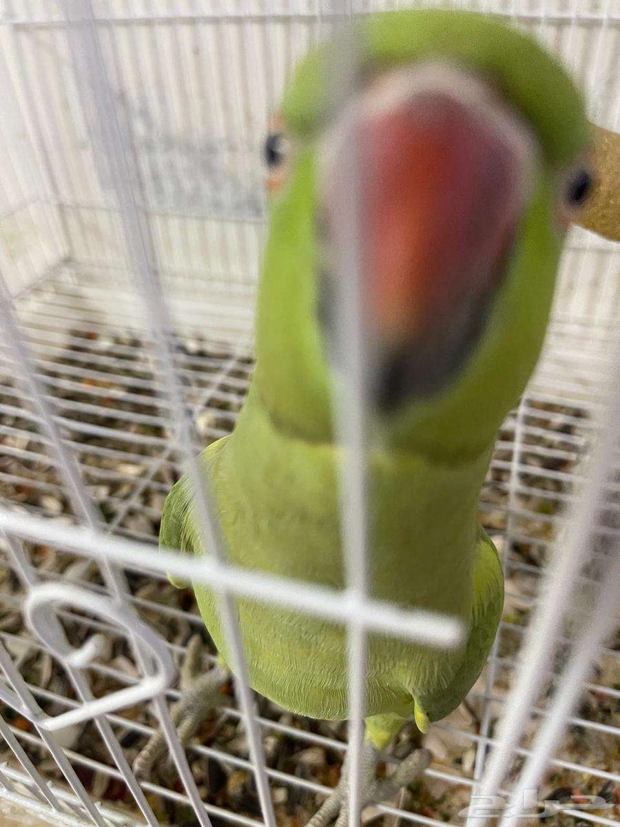Indian female pearl parrot63374393523971111