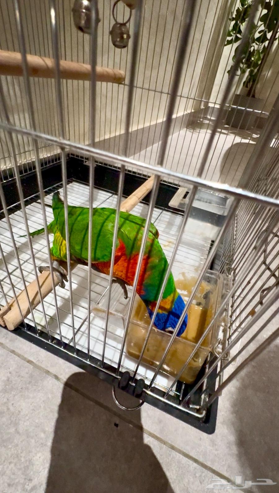 Lory parrot63375567551233113
