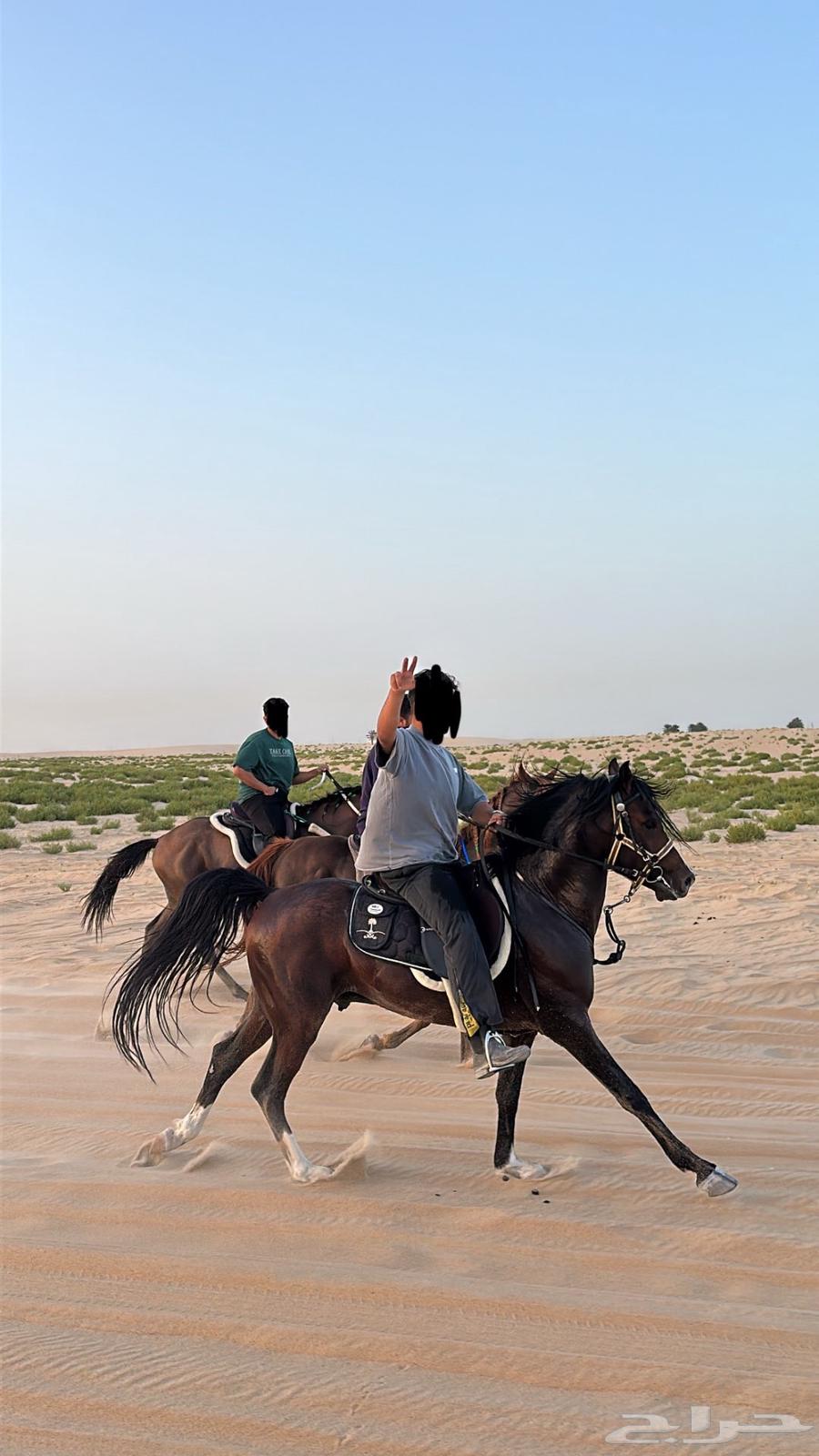 Horse Riding Lessons for Beginners63613724135299111