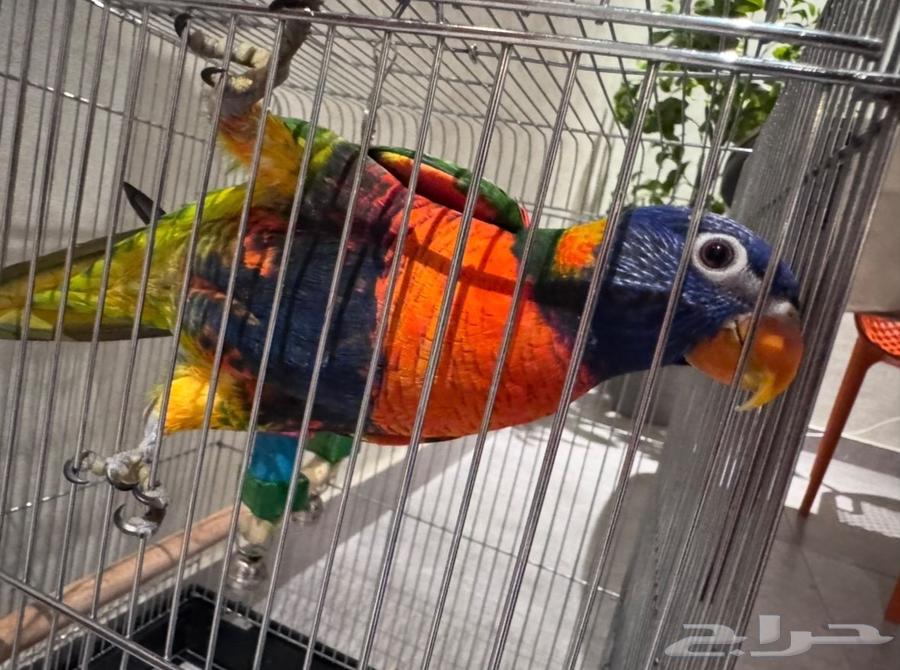 Lory parrot63375567551233111