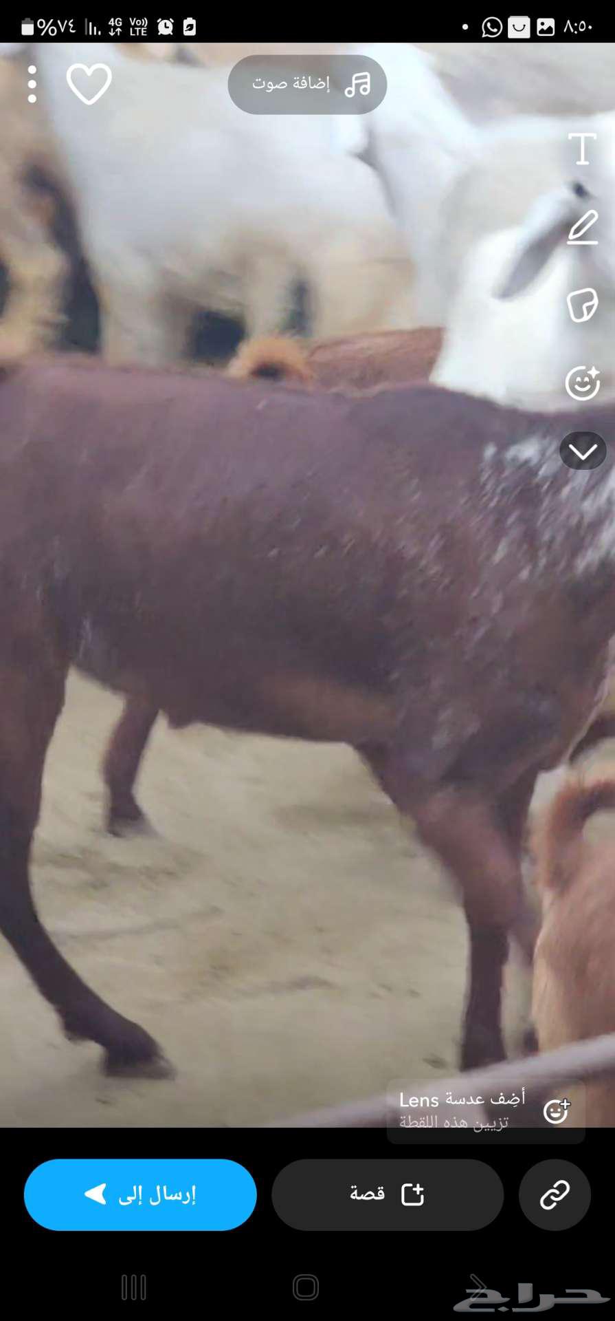 Goats and sheep for sale63366867233409113