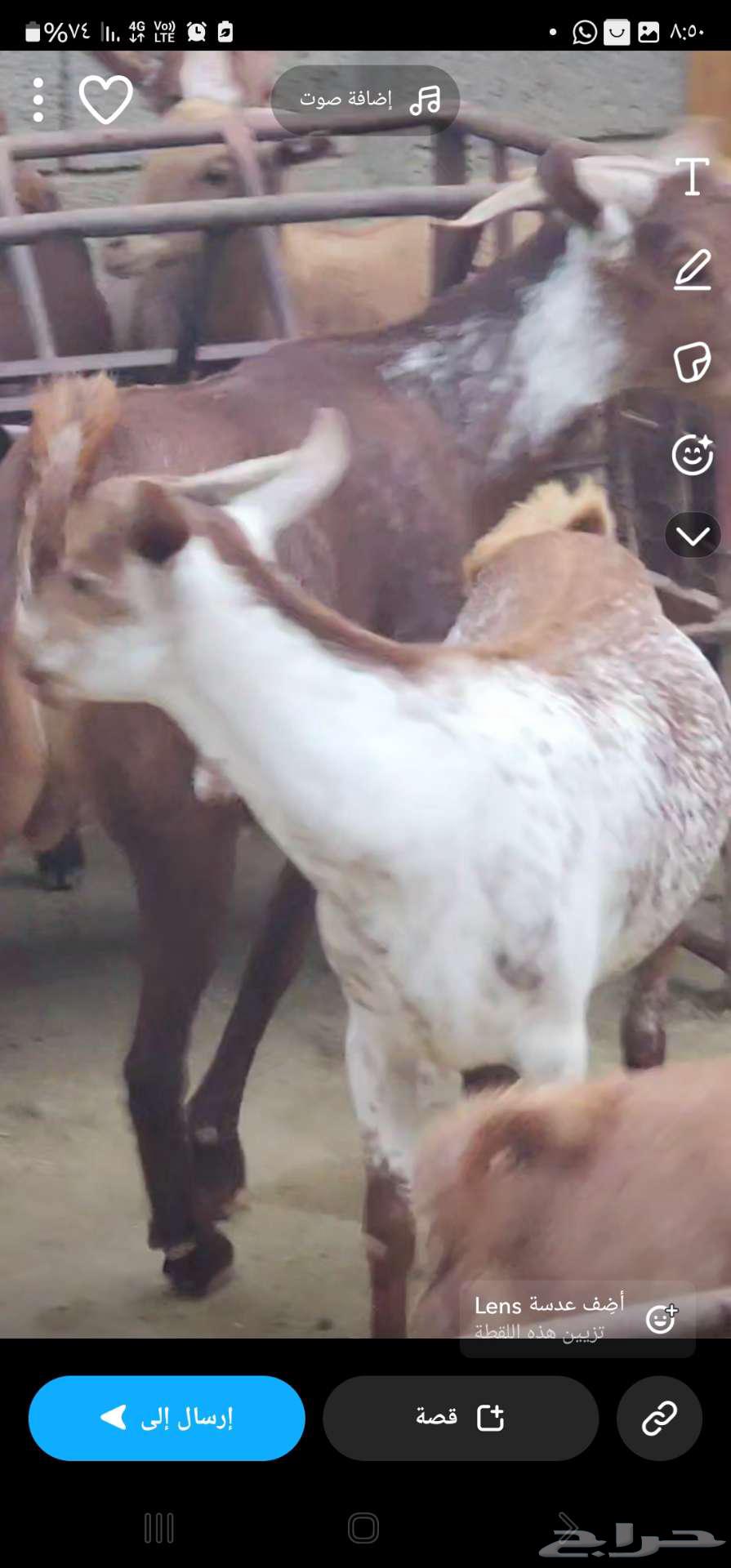 Goats and sheep for sale63366867233409112