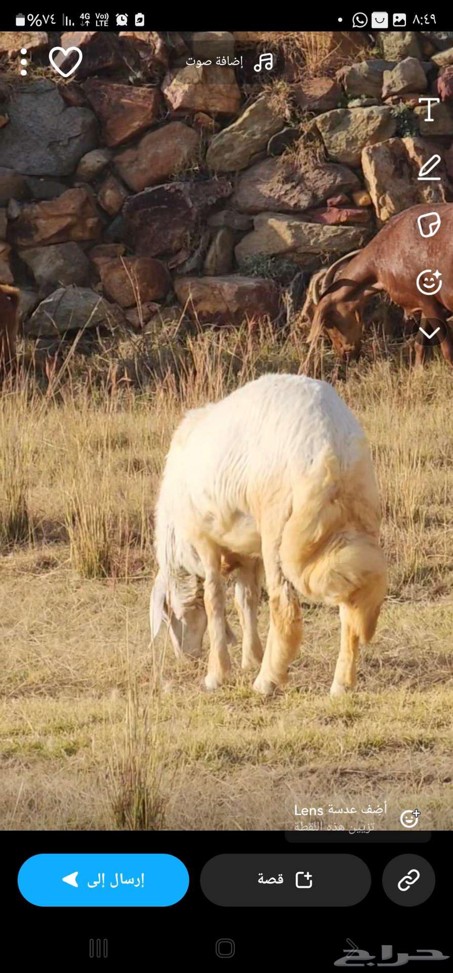 Goats and sheep for sale63366867233409111