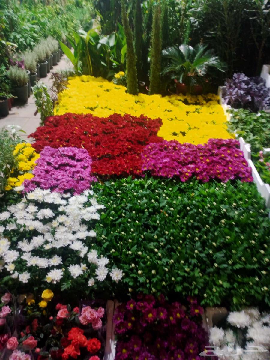 خدمات زراعيه متكامله وقايه زراعه تنسيق حدائق630305572984331112