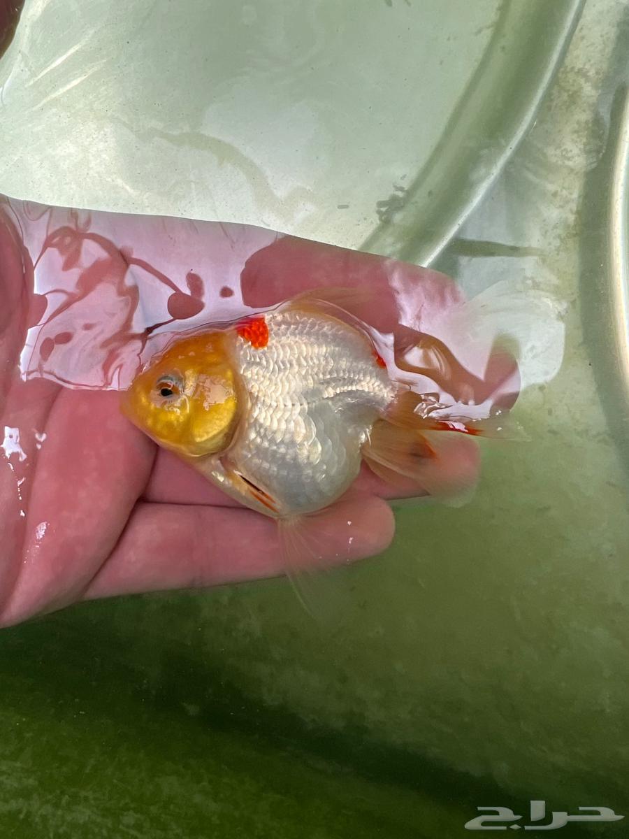 Goldfish63369106065539114