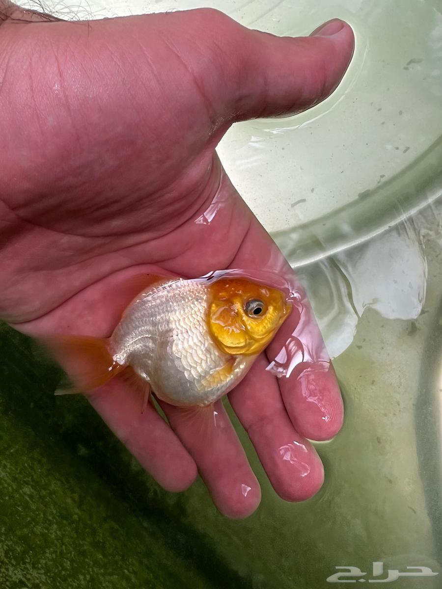 Goldfish63369106065539112